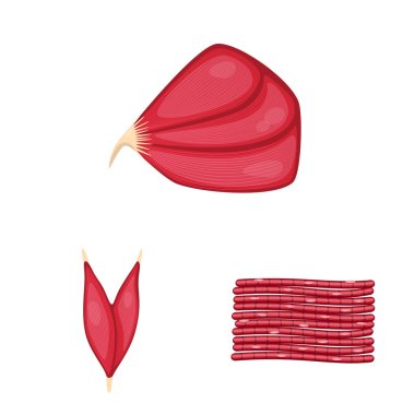 Kas ve hücreleri sembolü yalıtılmış nesne. Web için kas ve anatomi hisse senedi simgesi kümesi.