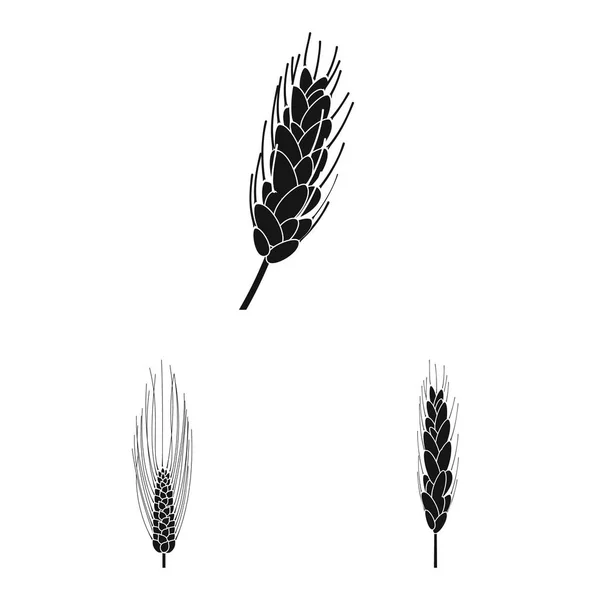 黑麦和植物图标的孤立对象。一套黑麦和玉米股票符号为网络. — 图库矢量图片