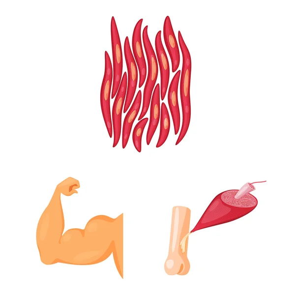 Векторная иллюстрация логотипа мышц и клеток. Набор векторных значков мышц и анатомии для склада . — стоковый вектор