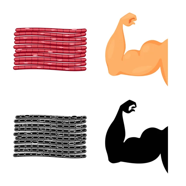 Diseño vectorial de fibra y signo muscular. Colección de fibra y cuerpo símbolo de stock para la web . — Archivo Imágenes Vectoriales
