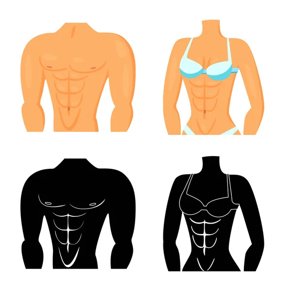 Objeto aislado de fibra e icono muscular. Conjunto de fibra y cuerpo símbolo de stock para web . — Vector de stock