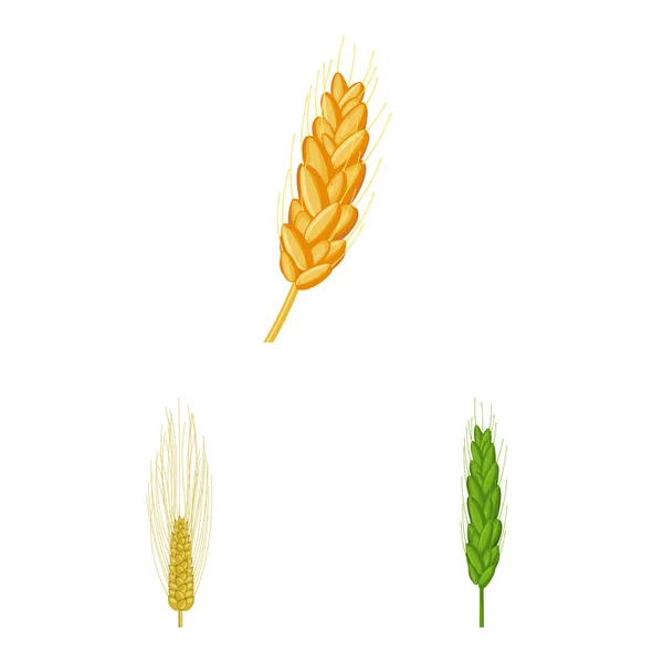 Objeto isolado de símbolo de trigo e milho. Conjunto de trigo e símbolo de estoque de colheita para web . — Vetor de Stock