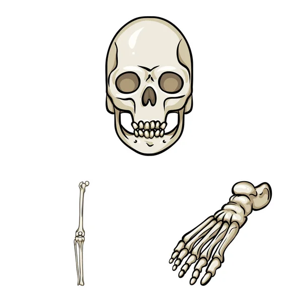 Oggetto isolato di segno osseo e scheletrico. Raccolta di illustrazioni vettoriali su ossa e ceppi umani . — Vettoriale Stock
