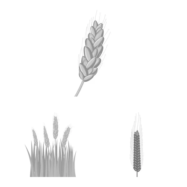 Objeto aislado de centeno e icono de la planta. Conjunto de ilustración de vector de caldo de centeno y maíz . — Archivo Imágenes Vectoriales