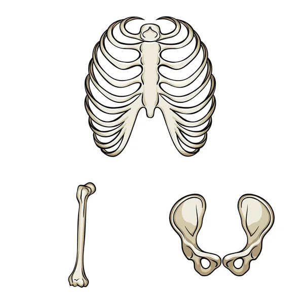 Objeto isolado do logotipo do osso e do esqueleto. Conjunto de osso e estoque humano ilustração vetorial . — Vetor de Stock