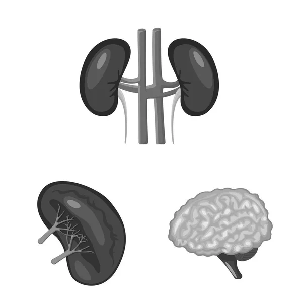 Ilustración vectorial del icono interno y médico. Conjunto de símbolo de stock interno y de salud para web . — Archivo Imágenes Vectoriales