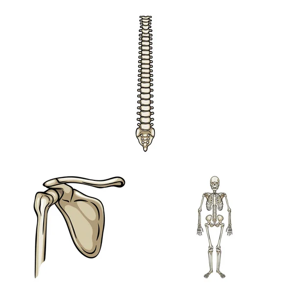 Vektorový vzhled symbolu kostí a kostry. Sada ikon kostí a lidského vektoru pro zásoby. — Stockový vektor