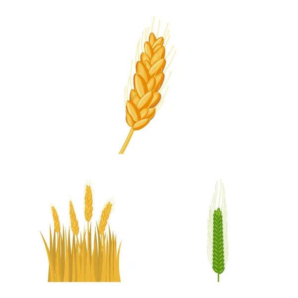 Ilustração vetorial do sinal de trigo e milho. Coleta de trigo e vetor de colheita ícone para estoque . — Vetor de Stock