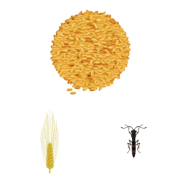 小麦和玉米标志的孤立对象。集小麦和收获载体图标为股票. — 图库矢量图片