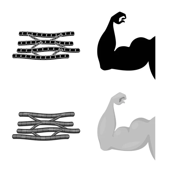 Izolovaný objekt vlákna a svalnatý symbolu. Kolekce vláken a tělo burzovní symbol pro web. — Stockový vektor