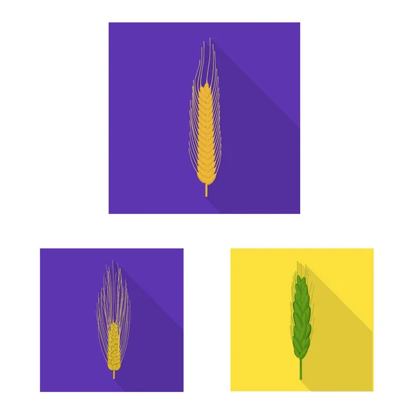 Elkülönített objektum búza és a kukorica jelképe. Gyűjtemény a búza és a betakarítás vektor stock illusztráció. — Stock Vector