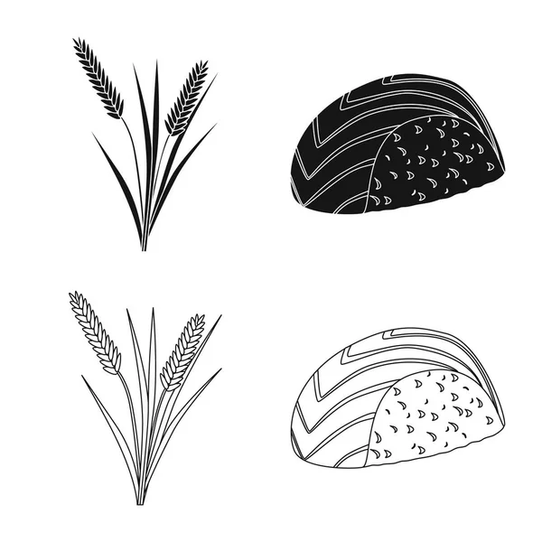 Diseño vectorial de cultivos y símbolo ecológico. Conjunto de símbolo de cosecha y caldo de cocina para web . — Archivo Imágenes Vectoriales