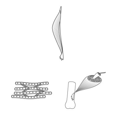 Lif ve kas simge vektör tasarımı. Lif ve vücut hisse senedi vektör çizim topluluğu.