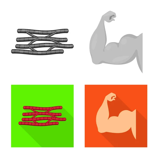 Diseño vectorial de fibra y logo muscular. Colección de fibra y cuerpo icono vectorial para stock . — Archivo Imágenes Vectoriales