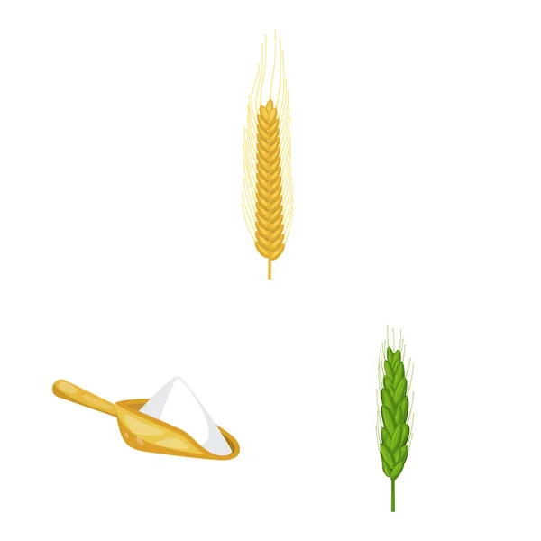 小麦とトウモロコシのアイコンのベクター イラストです。小麦のセット、ストックの収穫ベクトル アイコン. — ストックベクタ