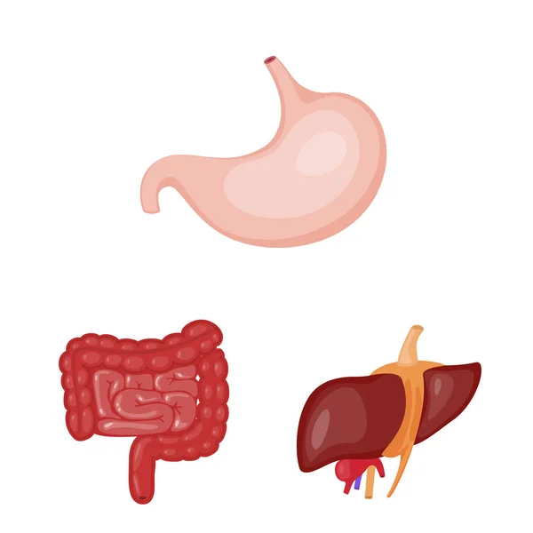 Desenho vetorial de anatomia e símbolo de órgão. Conjunto de anatomia e ilustração vetorial de estoque médico . — Vetor de Stock