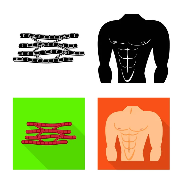 Vektor-Illustration von Faser und Muskelzeichen. Satz von Faser und Körper Vektor Symbol für Lager. — Stockvektor