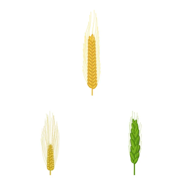 Векторный дизайн пшеницы и кукурузы. Сбор векторной иконки пшеницы и урожая на складе . — стоковый вектор