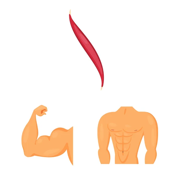 Ізольований об'єкт м'язів і клітин символ. Збірка символів м'язів і анатомії для Інтернету . — стоковий вектор