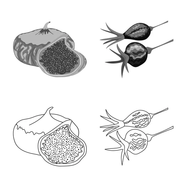 Ilustración vectorial de comida y símbolo crudo. Colección de comida y naturaleza símbolo de stock para la web . — Archivo Imágenes Vectoriales
