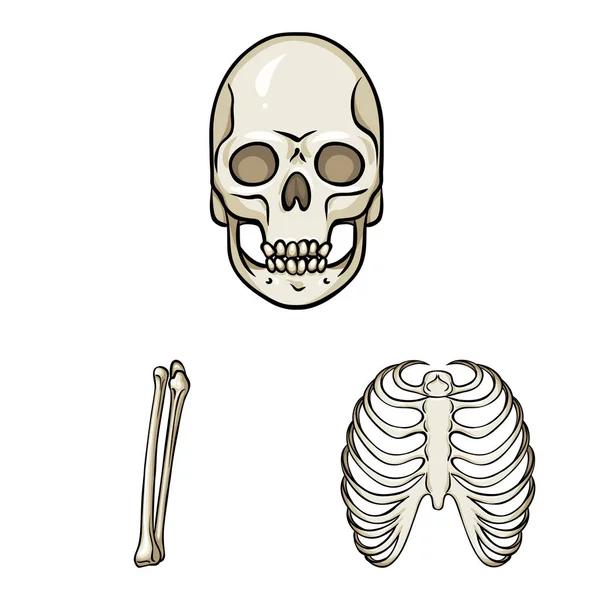 Vector design a csontok és a csontváz logó. Csont-és emberi stock vektor illusztráció. — Stock Vector