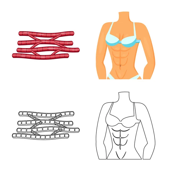 Векторная конструкция волокна и мышечной иконки. Набор символов волокна и корпуса для паутины . — стоковый вектор
