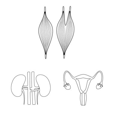 Anatomi ve organ sembolü yalıtılmış nesne. Anatomi ve hisse senedi için tıbbi vektör ikon koleksiyonu.