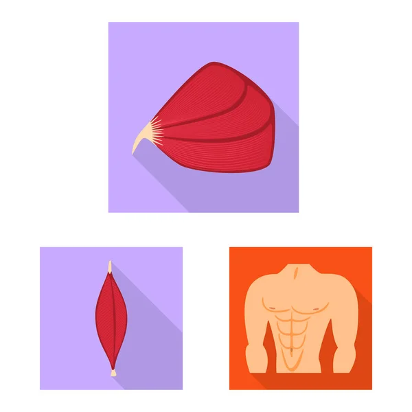 Wektor projekt symbolu mięśni i komórek. Zbiór ilustracji wektorowych mięśni i anatomii. — Wektor stockowy