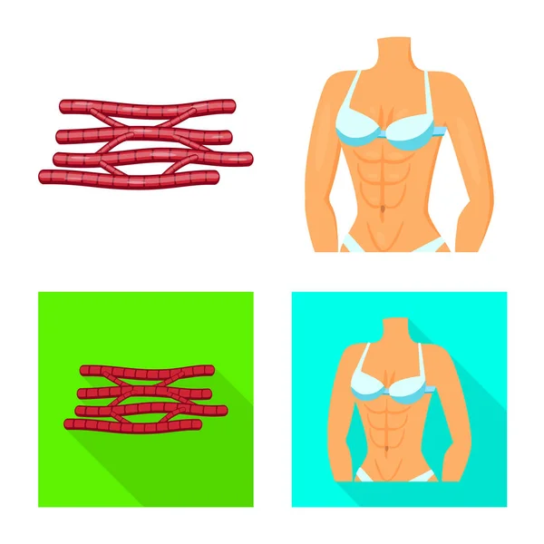 Design vettoriale di fibra e simbolo muscolare. Set di fibra e corpo stock vettoriale illustrazione . — Vettoriale Stock