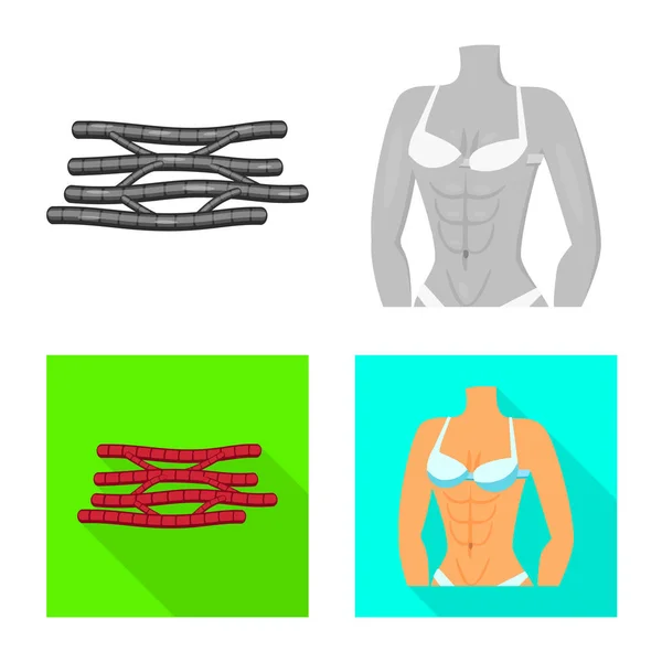 Objeto aislado de fibra y símbolo muscular. Colección de fibra y cuerpo stock vector ilustración . — Vector de stock