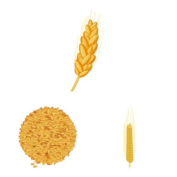 Modèle vectoriel de blé et de maïs symbole. Jeu d'icônes vectorielles blé et récolte pour stock . — Image vectorielle