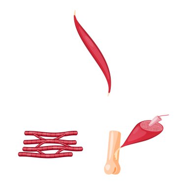 Kas ve hücreleri logo vektör tasarımı. Kas ve anatomi hisse senedi simgesi için web topluluğu.