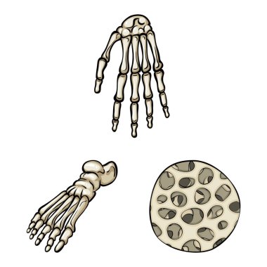 Kemik ve iskelet logosu izole nesne. Web için kemik ve insan stok sembolü seti.