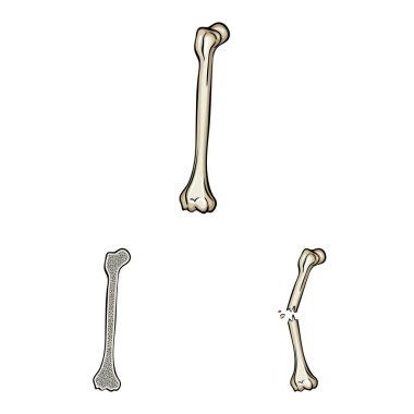 Kemik ve iskelet simgesinin izole nesnesi. Kemik ve insan stok vektör illüstrasyon seti.