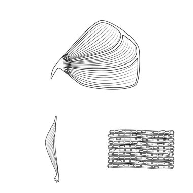 Lif ve kas logo vektör tasarımı. Web için lif ve vücut hisse senedi simgesi kümesi.