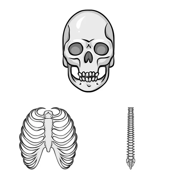Μεμονωμένο αντικείμενο βιολογίας και ιατρικής εικόνας. Συλλογή της βιολογίας και σκελετό διάνυσμα εικονίδιο για το απόθεμα. — Διανυσματικό Αρχείο