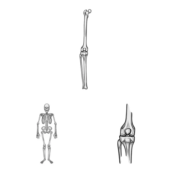 Векторное проектирование биологии и медицинского символа. Набор символов биологии и скелета для паутины . — стоковый вектор