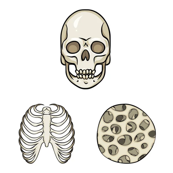 Diseño vectorial del signo óseo y esquelético. Colección de hueso y símbolo de stock humano para web . — Archivo Imágenes Vectoriales