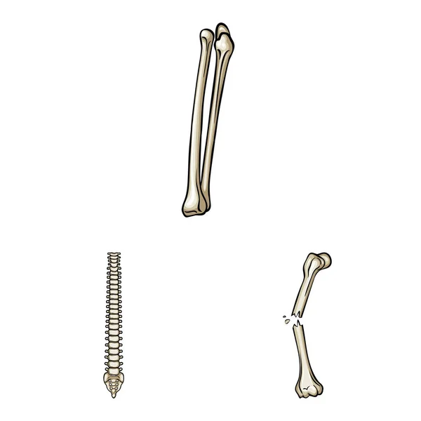 Illustration vectorielle de l'icône os et squelette. Ensemble d'os et icône vectorielle humaine pour stock . — Image vectorielle