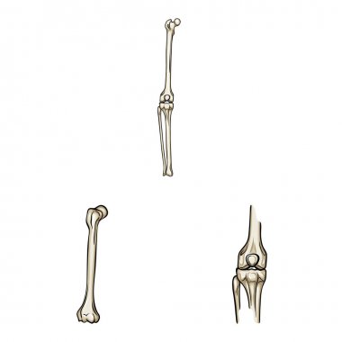 Kemik ve iskelet simgesi yalıtılmış nesne. Kemik ve web için insan hisse senedi simgesi.