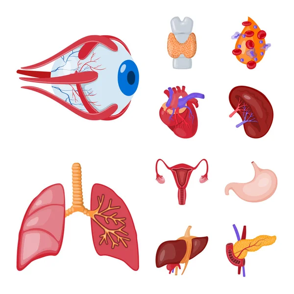 Vektordesign von Anatomie und Organsymbol. Sammlung von Anatomie und medizinischem Vektorsymbol für Aktien. — Stockvektor