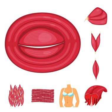 Kas ve hücre logosuvektör illüstrasyon. Web için kas ve anatomi stok sembolü seti.