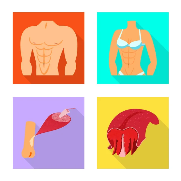 Ilustración vectorial del icono del músculo y las células. Conjunto de músculo y anatomía stock vector ilustración . — Vector de stock