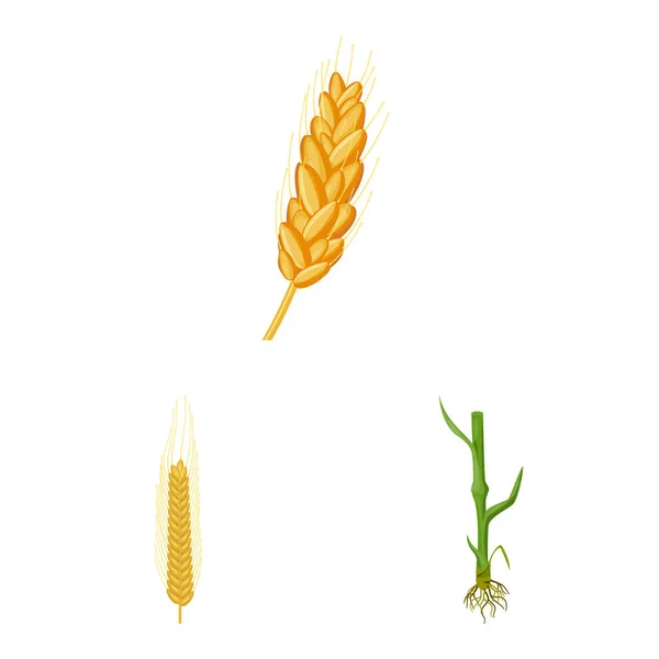 Ilustração vetorial do ícone de trigo e milho. Coleta de trigo e vetor de colheita ícone para estoque . — Vetor de Stock