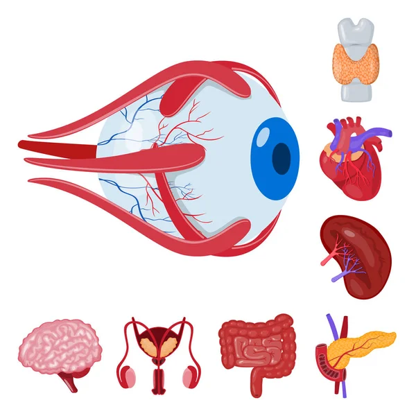 Ilustración vectorial de anatomía y símbolo de órgano. Conjunto de anatomía y símbolo de stock médico para web . — Archivo Imágenes Vectoriales