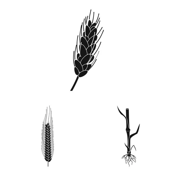 Conception vectorielle du seigle et symbole végétal. Collection d'icône vectorielle de seigle et de maïs pour stock . — Image vectorielle