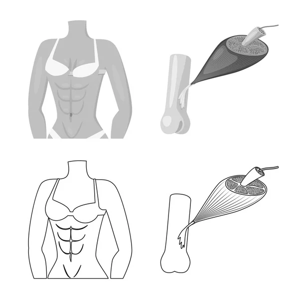 Diseño vectorial de fibra y signo muscular. Colección de fibra y cuerpo stock vector ilustración . — Vector de stock