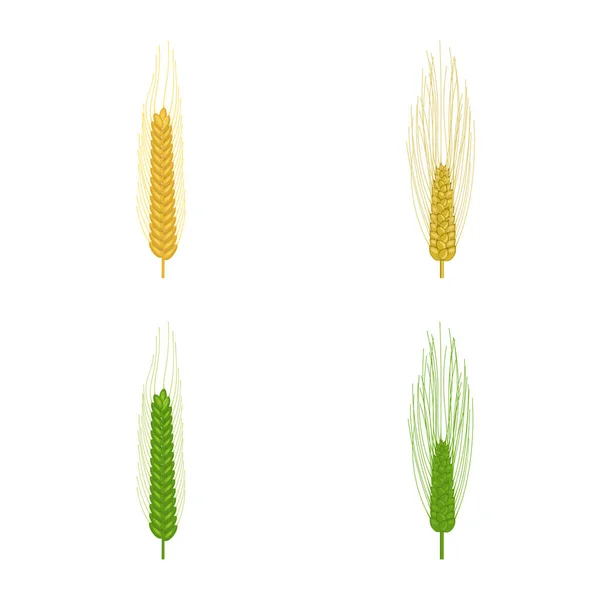 Objeto isolado de símbolo de trigo e milho. Coleta de trigo e símbolo de estoque de colheita de web . —  Vetores de Stock