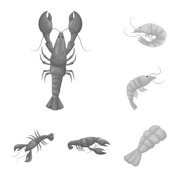 Vektor design av krabba och aptit retare tecken. Uppsättning av krabba och sjöstock symbol för webben. — Stock vektor