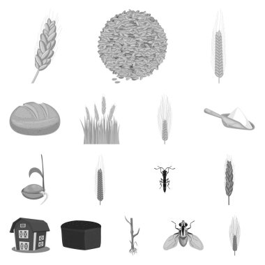 Çavdar ve bitki sembolü vektör tasarımı. Stok için çavdar ve mısır vektör simgesi seti.